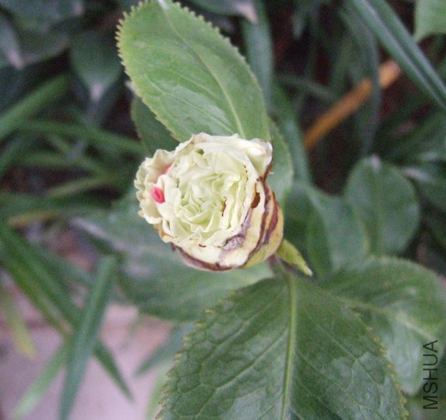 DSCF7745_����.jpg
