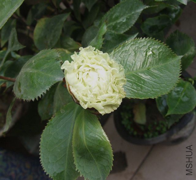 DSCF7812_����.jpg