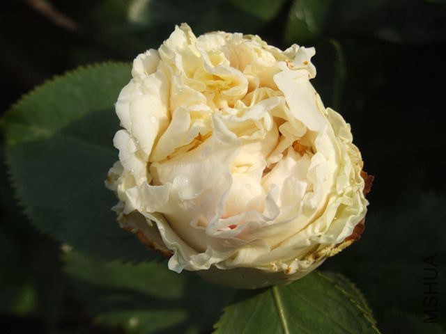 DSCF7806_����.jpg