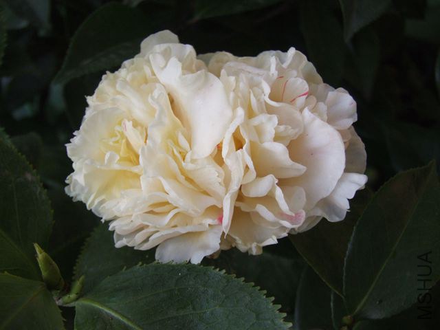 DSCF7854_����.jpg