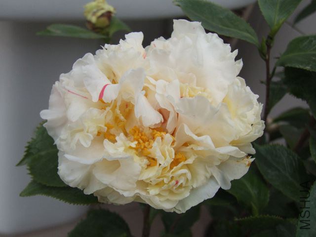 DSCF7883_����.jpg