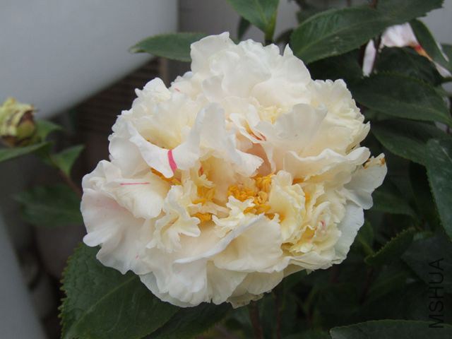 DSCF7885_����.jpg