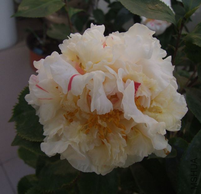 DSCF7908_����.jpg
