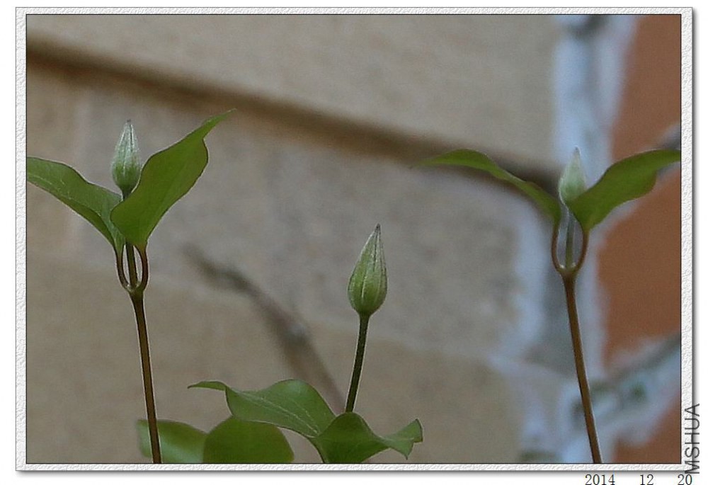 2014122004.jpg