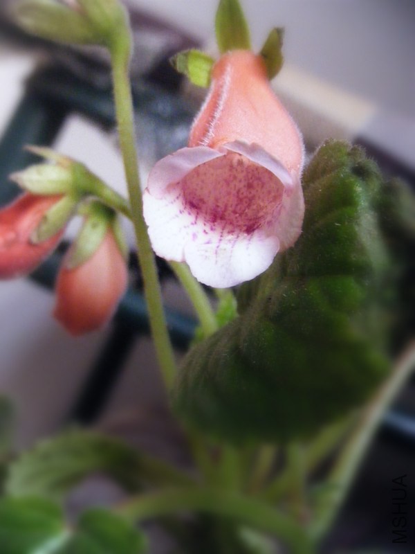 DSCF0313_����.jpg