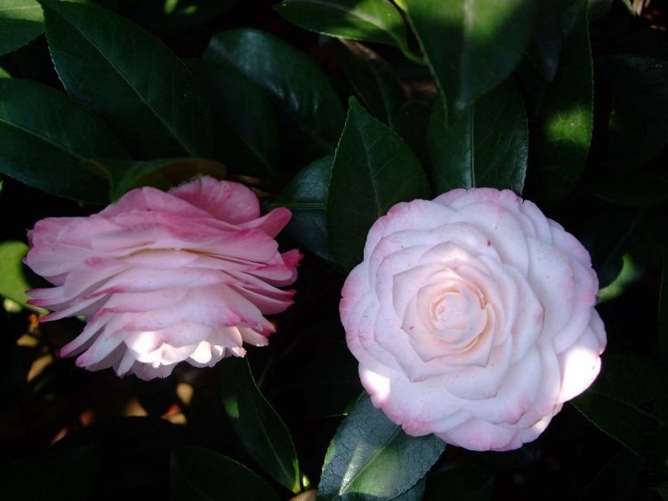 ������ 2012-4-6f 020.jpg