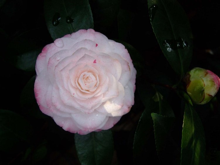 ������ 2012-4-6f 105.jpg