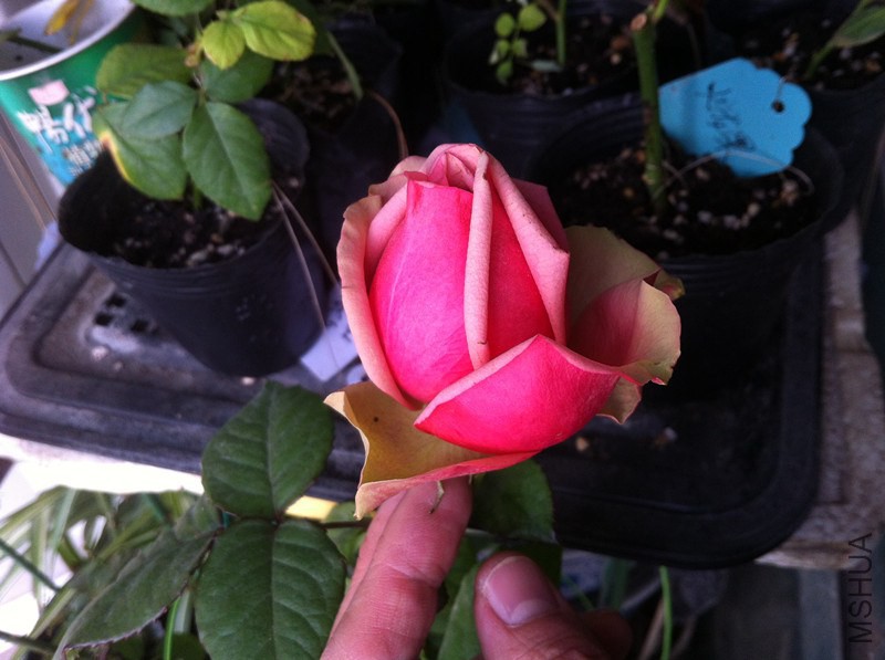021_����.jpg