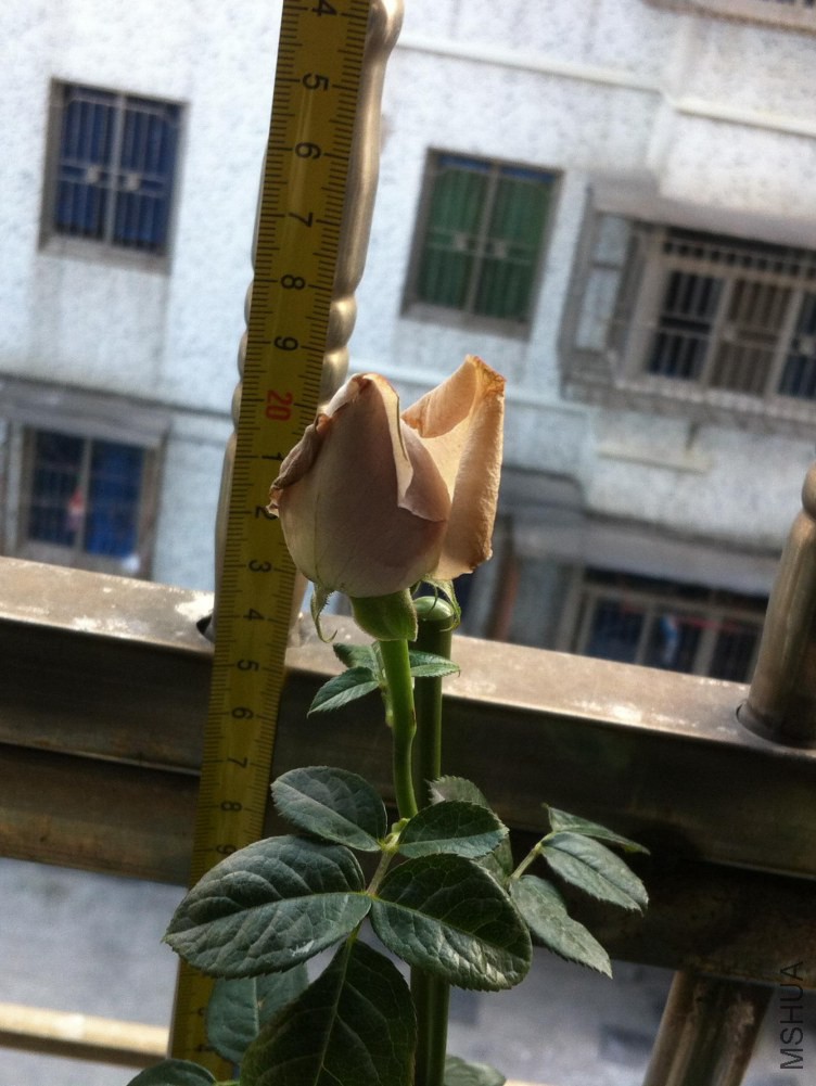 ����ʯ03.JPG