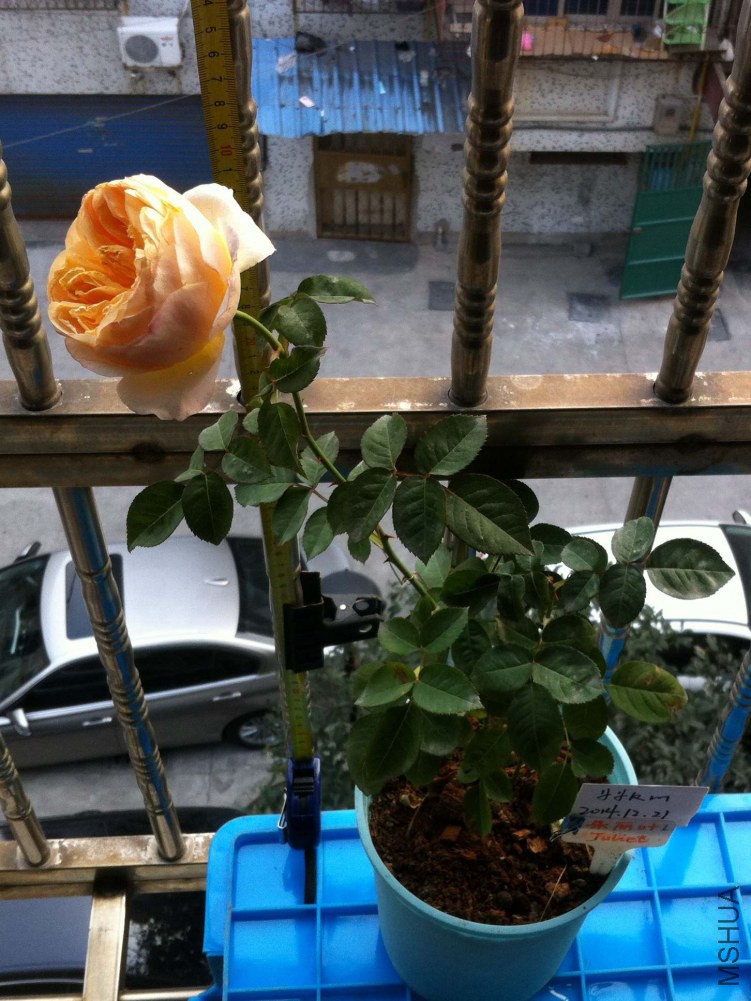 ����Ҷ��1��02.JPG