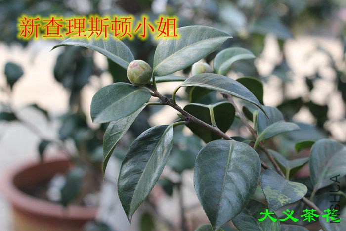 �²���˹�� С ��.jpg