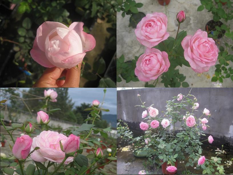 ��ݮ����.JPG