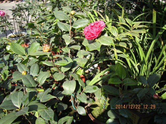 IMG_5283_�༭.jpg