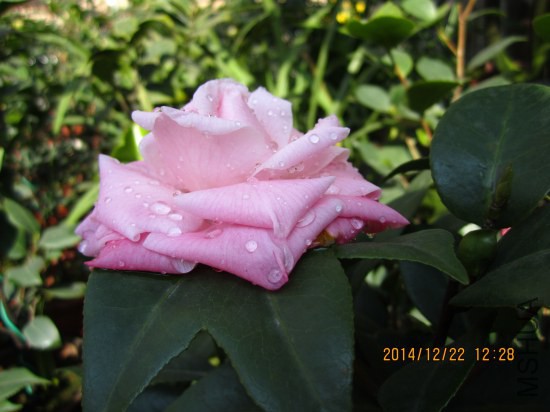 IMG_5280_�༭.jpg