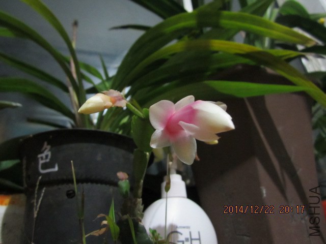 IMG_8162.JPG
