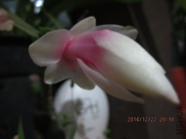 IMG_8164.JPG