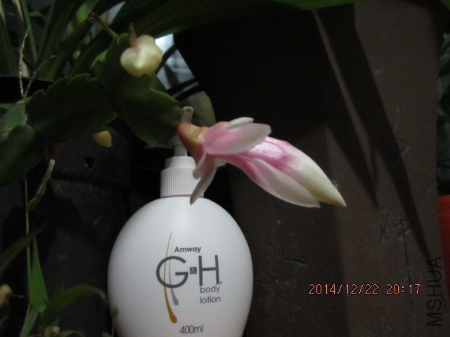 IMG_8161.JPG