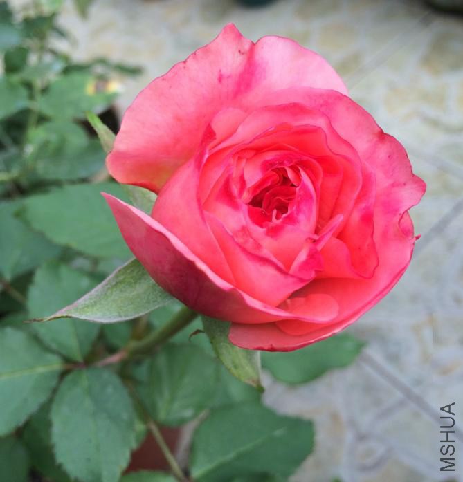 2014-10-28ǧ1.JPG