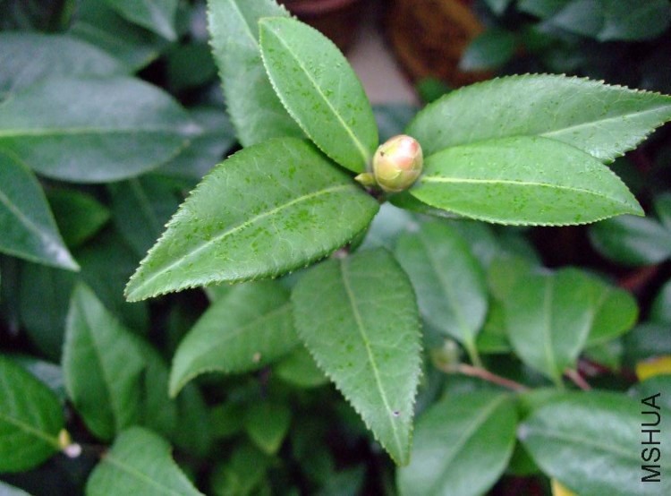 ʮȫ��̩�� Ҷ��1.jpg