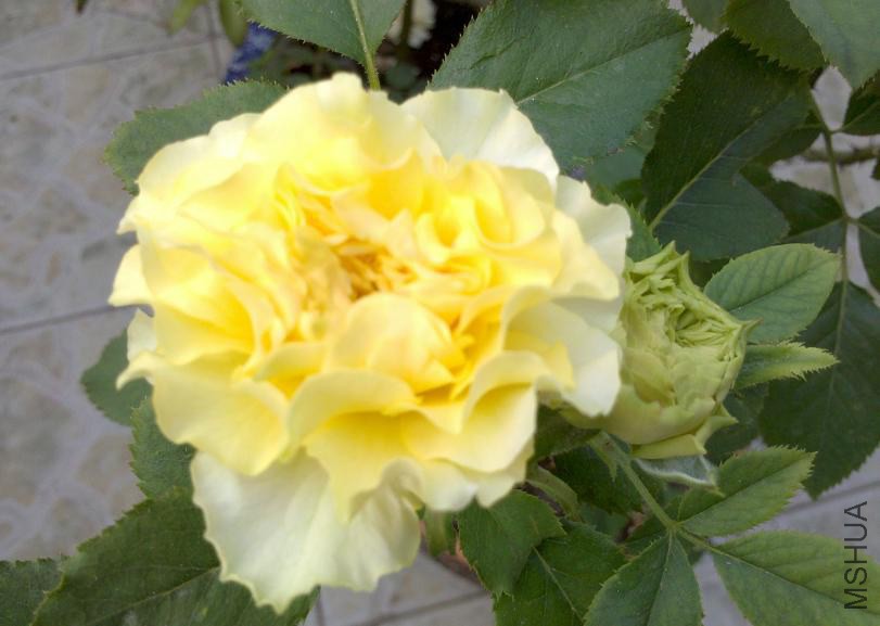 2013-07-12����ȹ1�����磬�磬37��.JPG