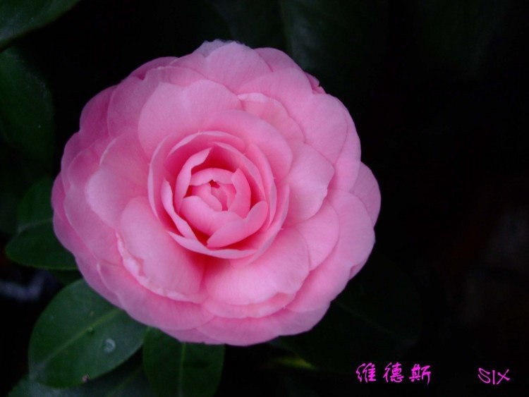 ά��˹ 10-3-24f (1).jpg