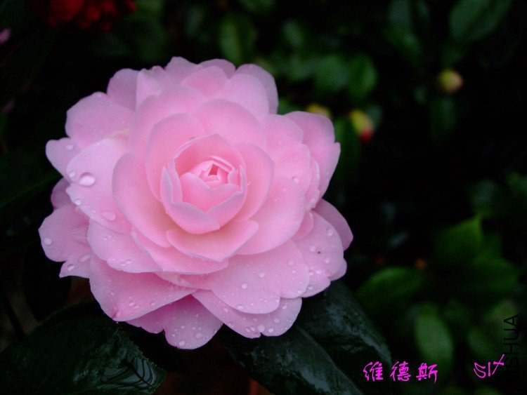 ά��˹ 10-3-24f (2).jpg