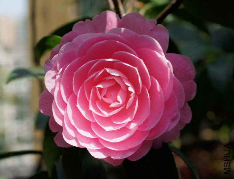 ά��˹ 2012-4-3s 060.jpg