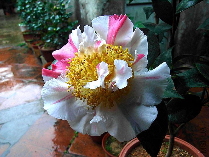 R0014008_����.jpg