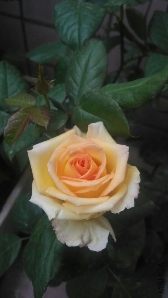 QQͼƬ20141225155215.jpg