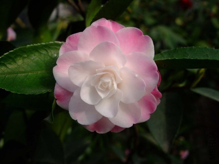 ������ 2013-3-14 115.jpg