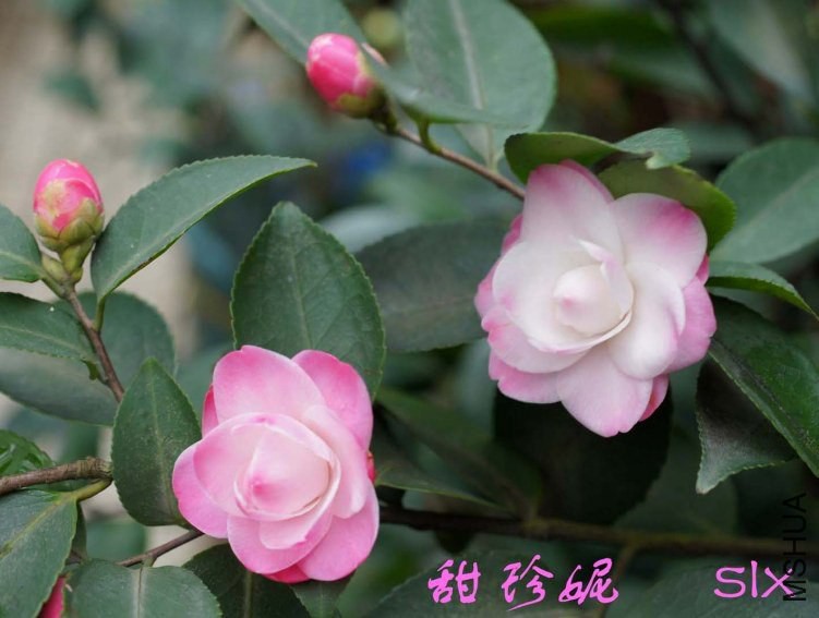 ������ 2012-3-9s 007.jpg