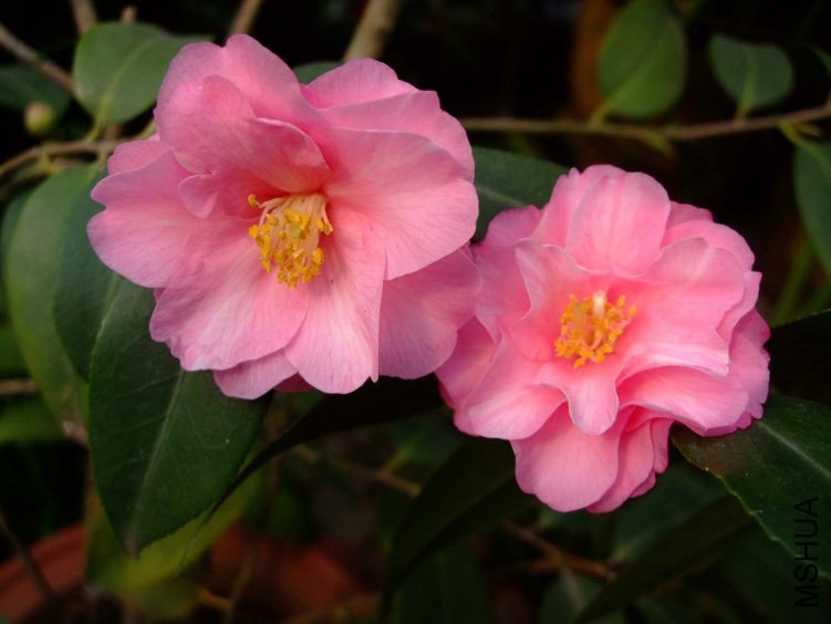 ���� 2013-3-slx.jpg