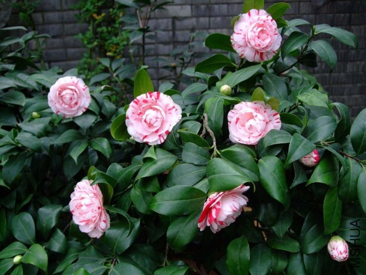 ������ 2013-3-15 slx.jpg