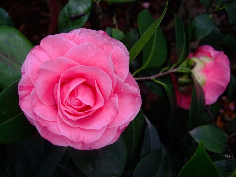 ��� 2012-4-13f 041.jpg