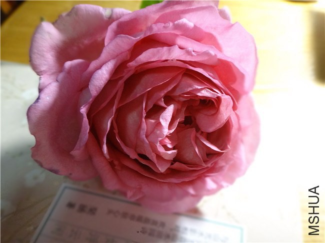 DSC04062_����.jpg