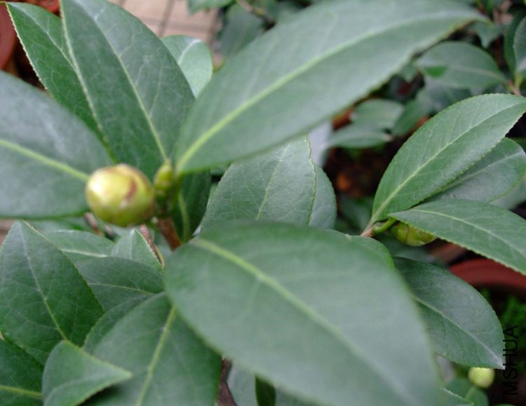 �δ� Ҷ��-11f.jpg