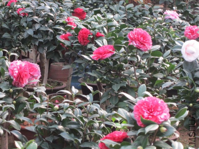 IMG_0823.JPG