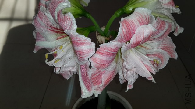 20141215_110310 (640x360).jpg