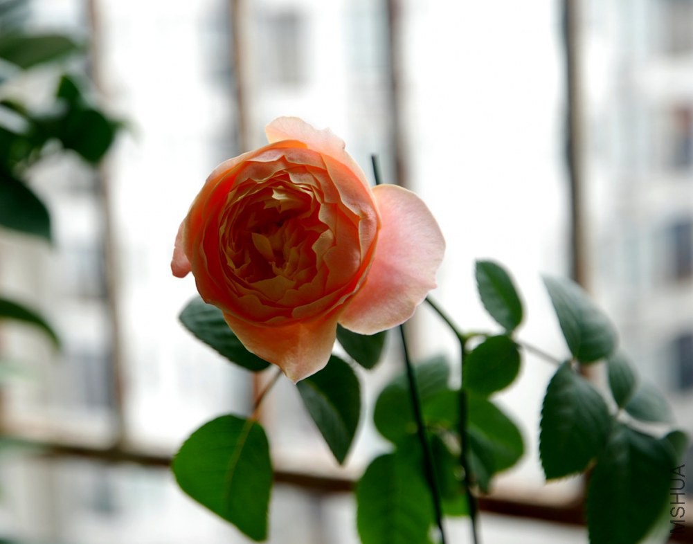 DSC_3905_����.jpg
