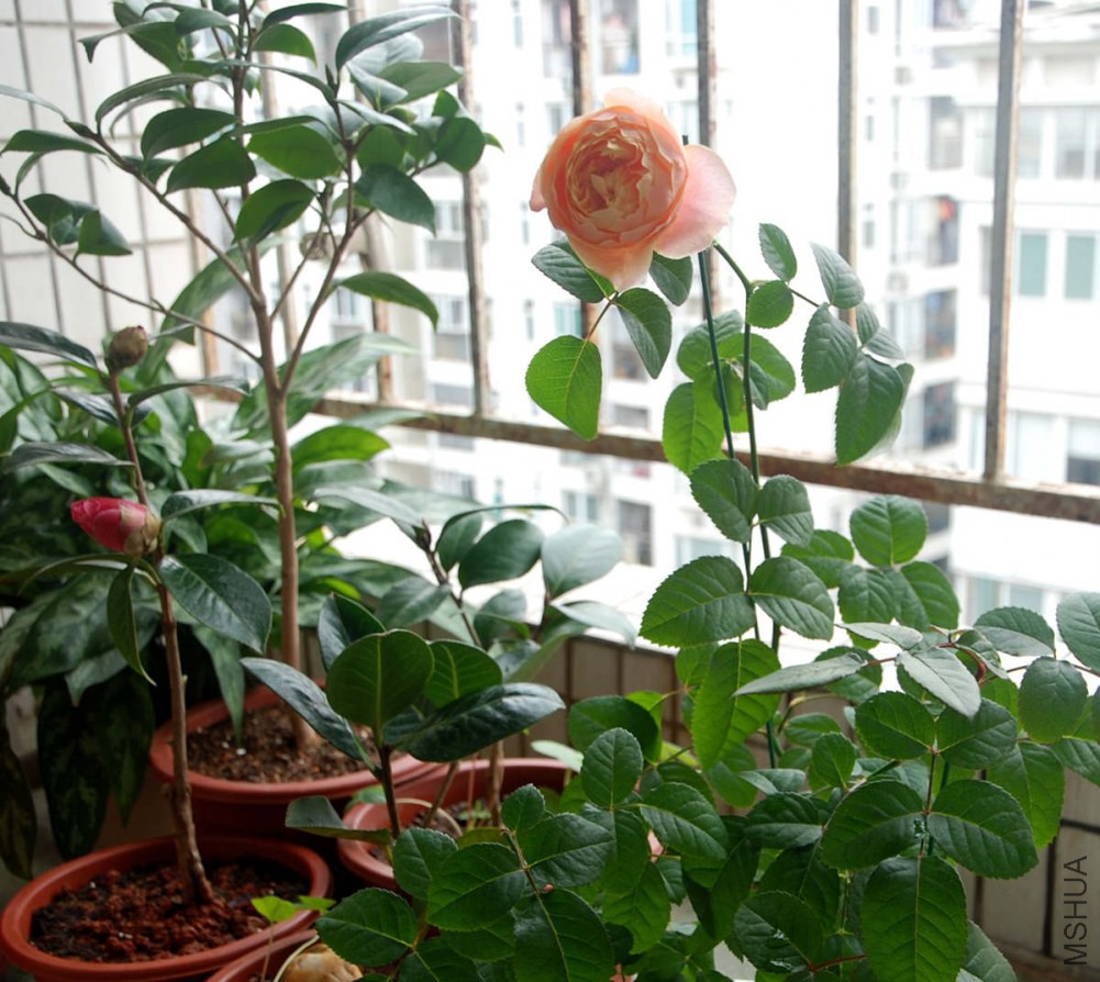 DSC_3906_����.jpg