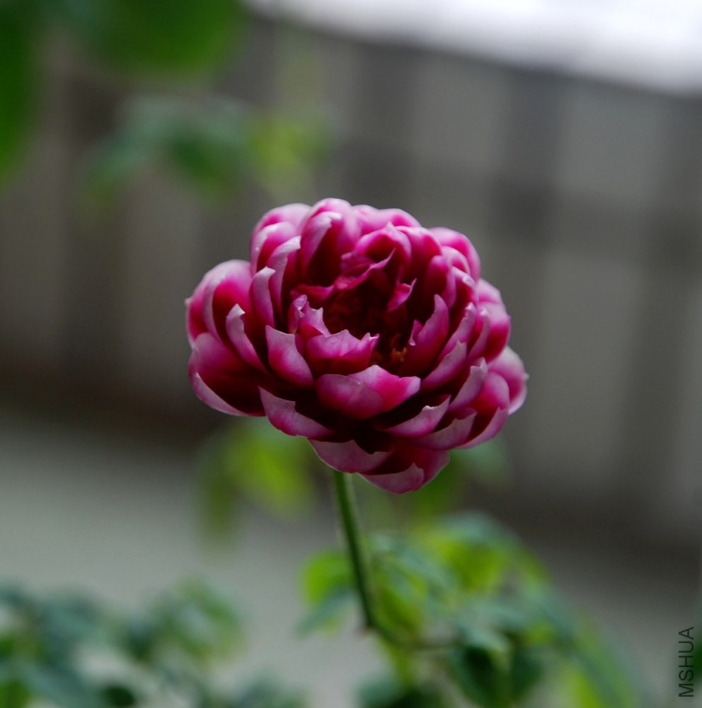 DSC_3909_����.jpg