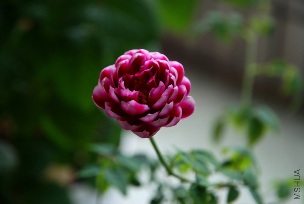DSC_3910_����.jpg