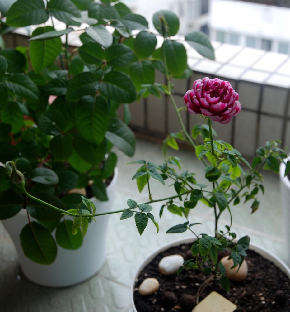 DSC_3911_����.jpg