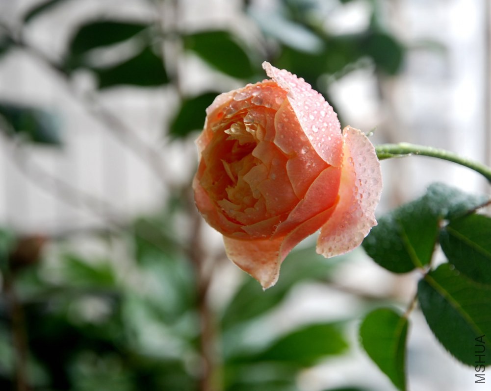 DSC_3912_����.jpg