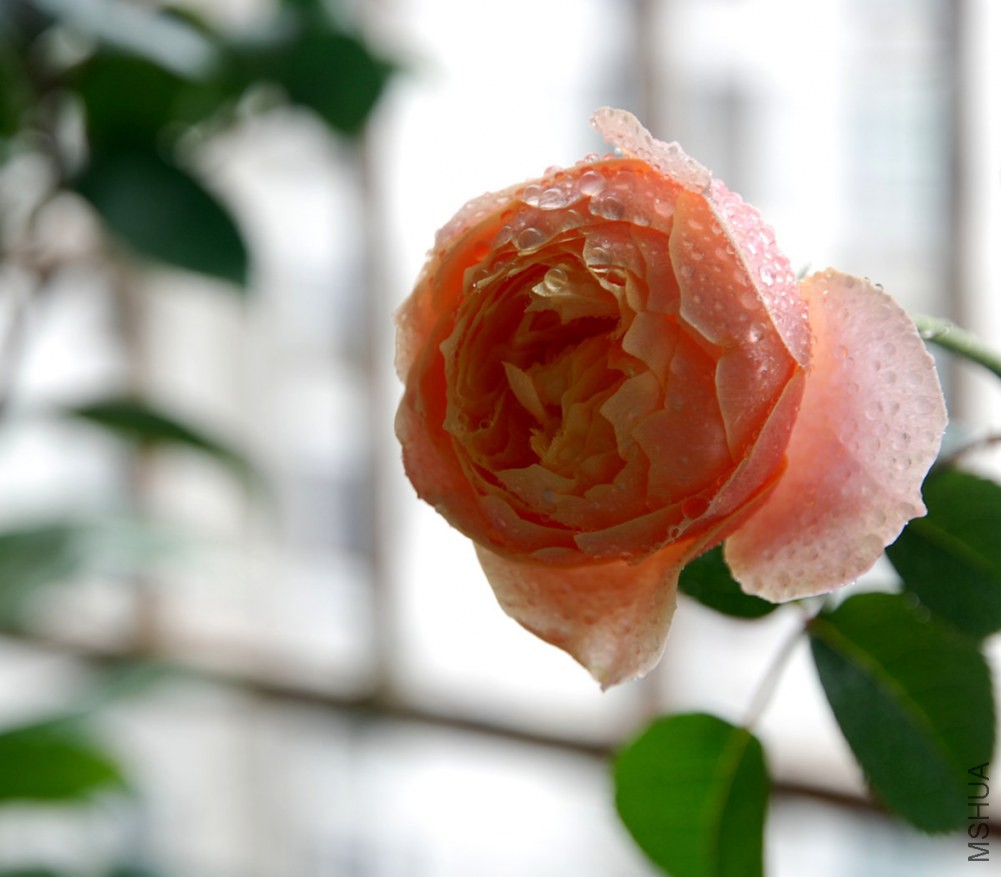DSC_3913_����.jpg