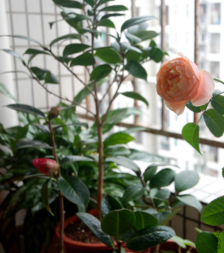 DSC_3914_����.jpg