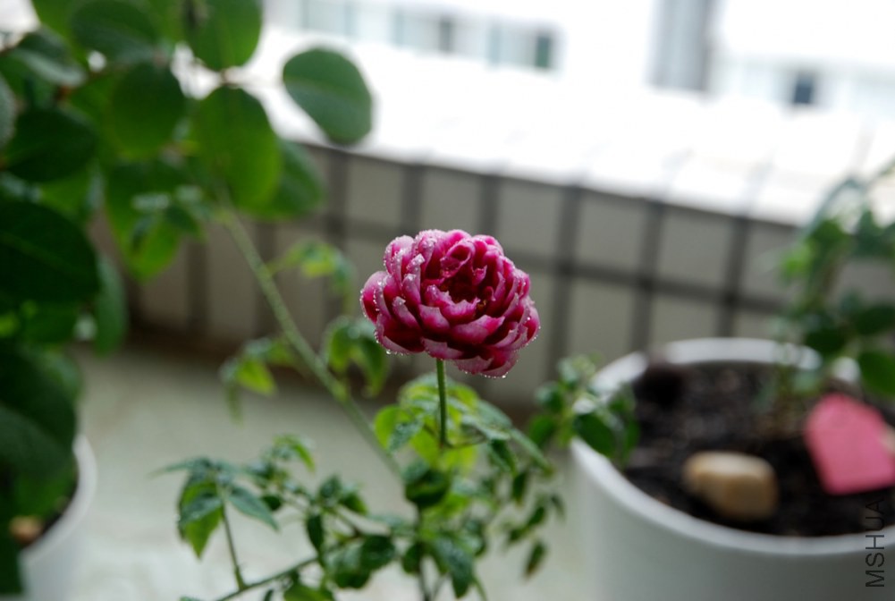 DSC_3915_����.jpg