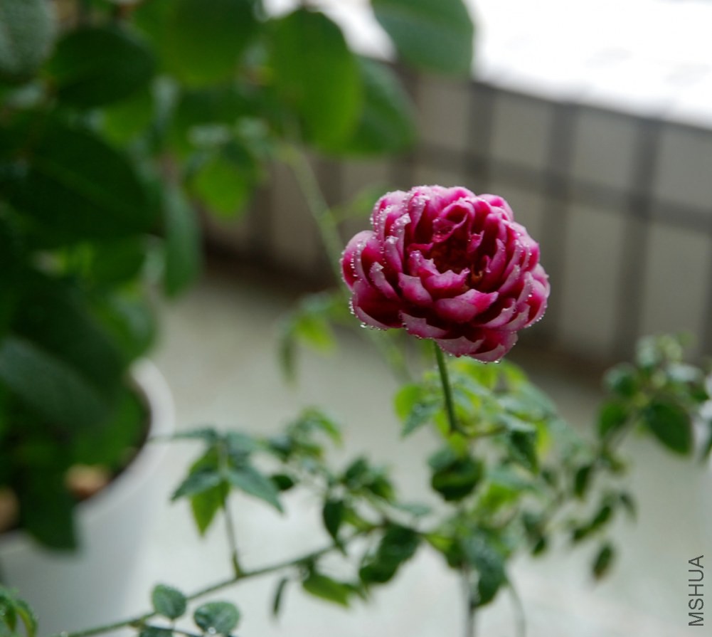 DSC_3916_����.jpg