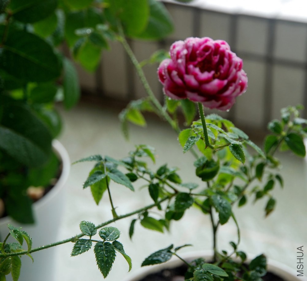 DSC_3917_����.jpg