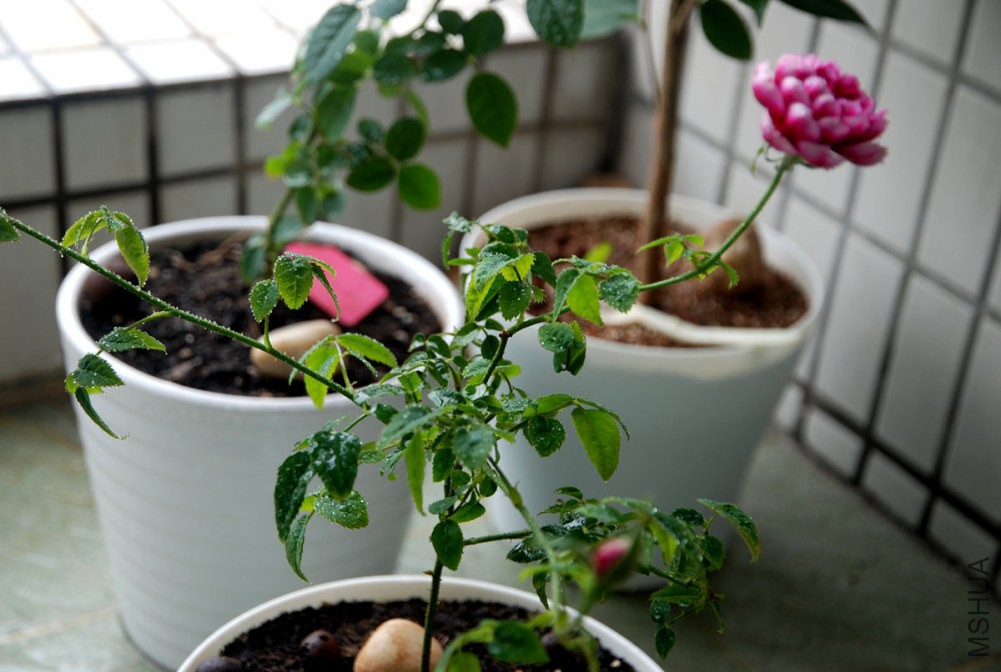 DSC_3920_����.jpg